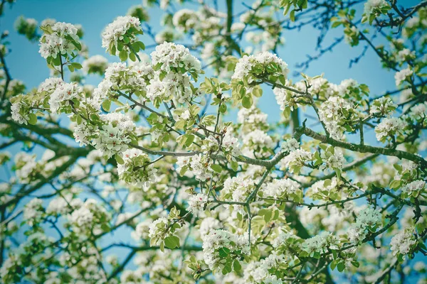 Cireșe-prune Flori — Fotografie, imagine de stoc