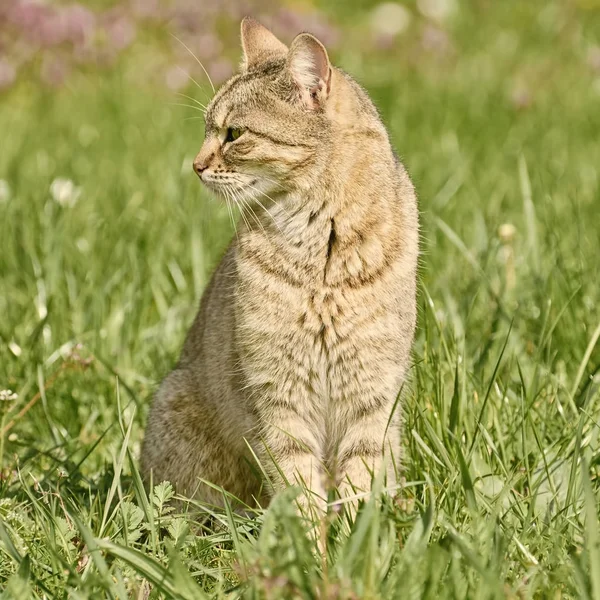 Gato Outbred na grama — Fotografia de Stock