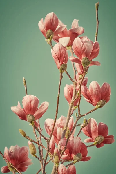 Magnolia bloemen tegen groene achtergrond — Stockfoto