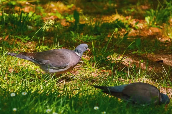 Houtduif op gras — Stockfoto