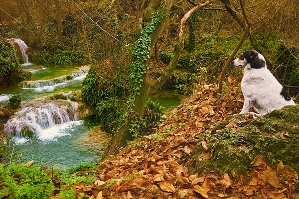 Cão e Cachoeira — Fotografia de Stock
