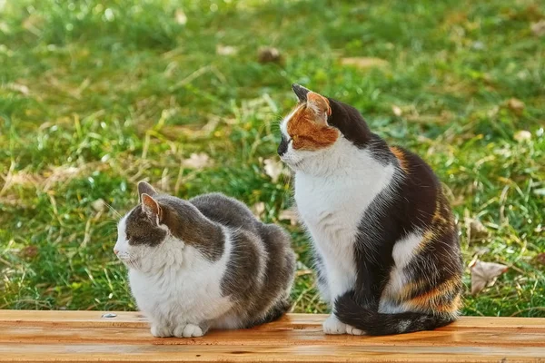 Dos gatos en el banco — Foto de Stock