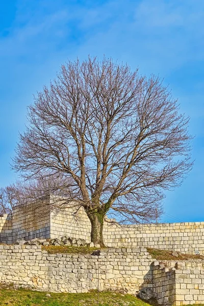 Bare Tree in Fort — Stock Photo, Image