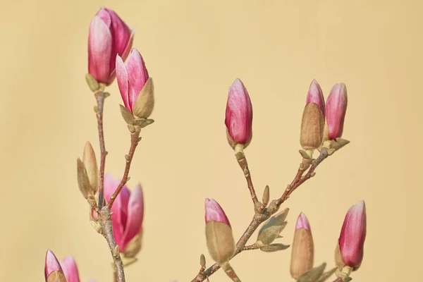 Rosa magnolia blommor — Stockfoto