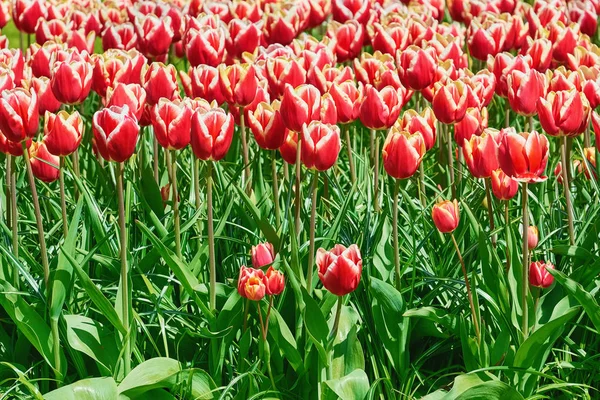 Záhonu tulipány — Stock fotografie