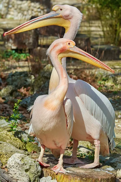 Pelicanos cor de rosa no toco — Fotografia de Stock