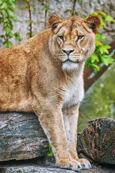 Lioness on the Log — Stock Photo, Image