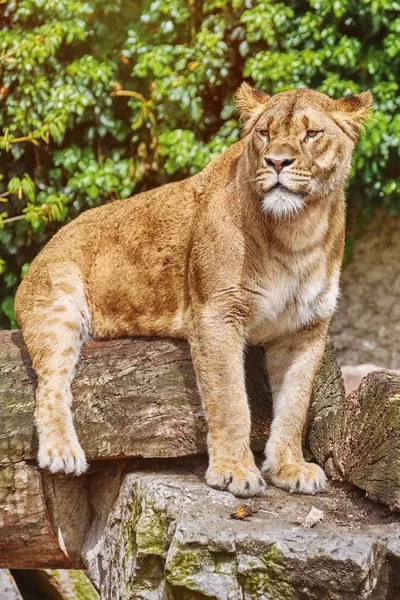 Dişi aslan oturum — Stok fotoğraf