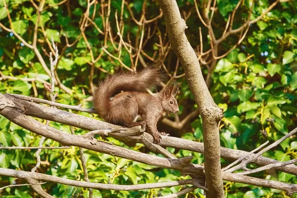 Squirrel on a Tree — Stock Photo, Image