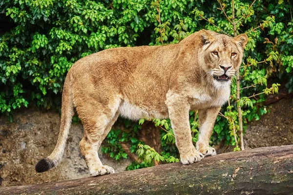 Löwin auf dem Baumstamm — Stockfoto