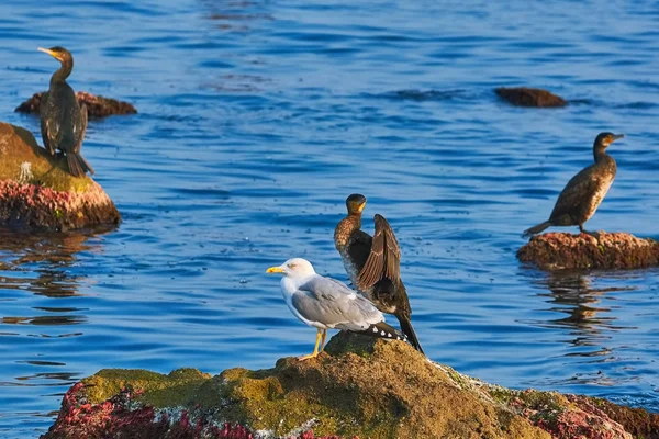 Corvo-marinho e gaivota na rocha — Fotografia de Stock