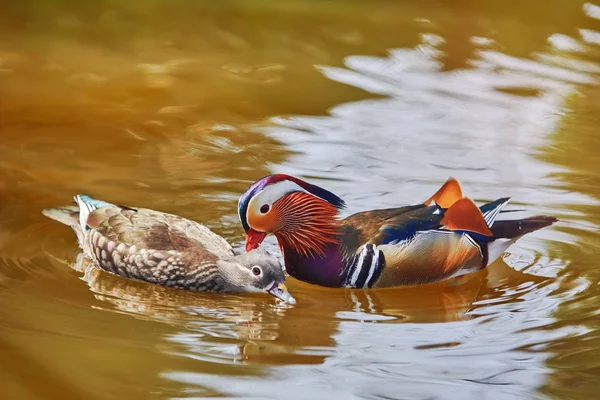 Mandarin Ducks in the Pond