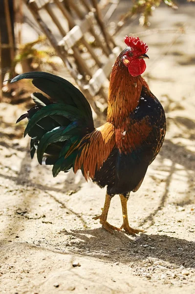 Brown Leghorn Rooster — Stock Photo, Image
