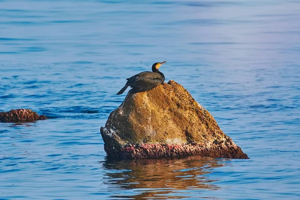 Cormorant on the Rock — Stock Photo, Image