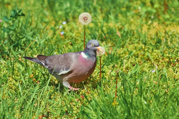 Gemeine Waldtaube — Stockfoto