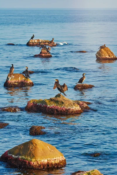 Cormorants on the Rocks — Stock Photo, Image
