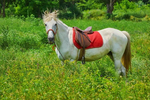 Witte paard in gras — Stockfoto