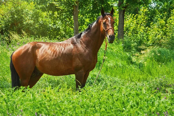 Cavalo de castanha na grama — Fotografia de Stock