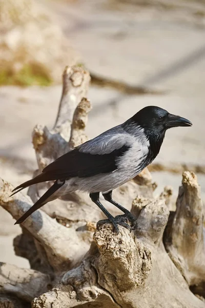 Crow on the Snag — Stock Photo, Image