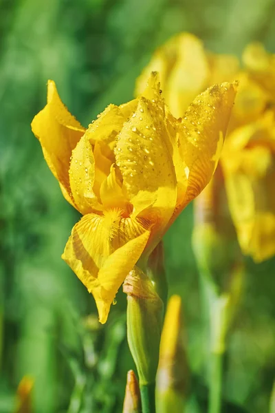 Sarı bir Iris çiçeği — Stok fotoğraf
