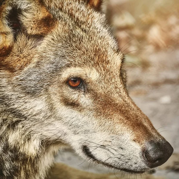 Portrait of The Wolf