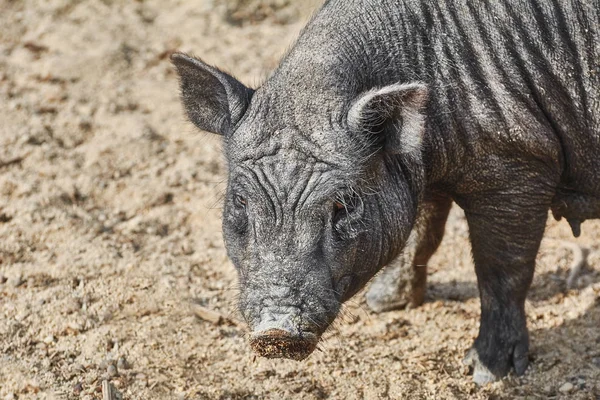 Portret van zwarte varken — Stockfoto