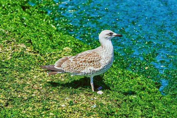 Pisklę Seagull — Zdjęcie stockowe