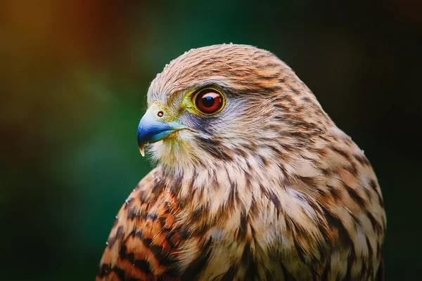 Cestrel-comum (Falco tinnunculus)) — Fotografia de Stock