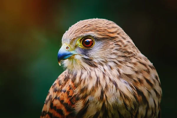 Обыкновенная пустельга (Falco tinnunculus) — стоковое фото