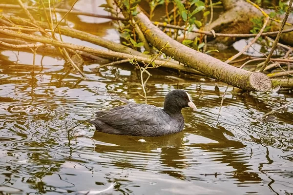 Common Coot on the Lake — Stock Photo, Image