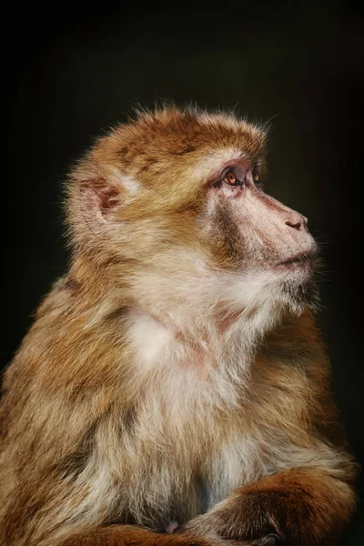 Barbary macaque (Macaca sylvanus)) — 图库照片