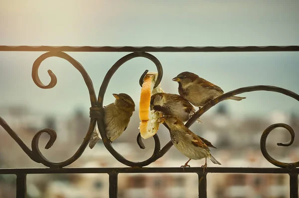 Mussen eten brood — Stockfoto