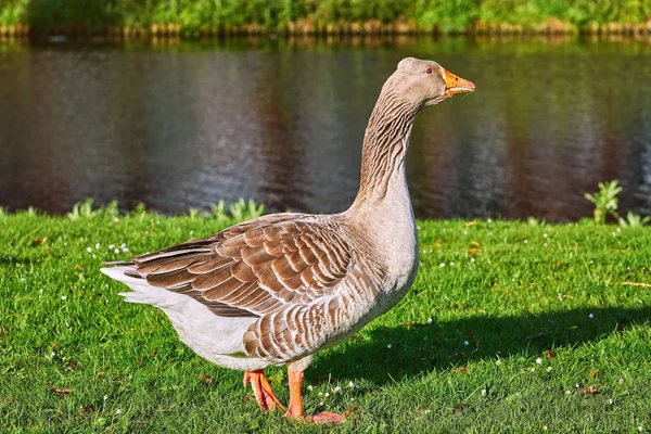 Grå Gåsen på gräset — Stockfoto