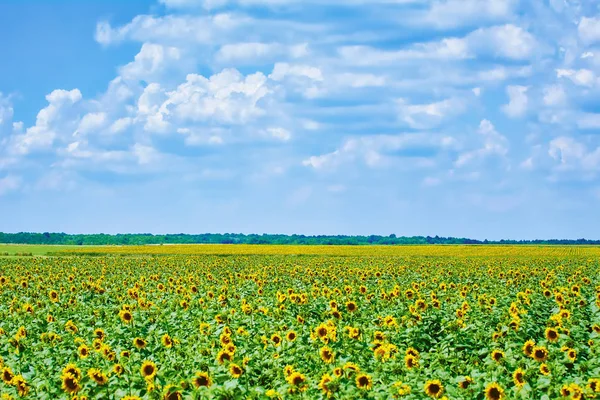 Zonnebloemen veld in Bulgarije — Stockfoto
