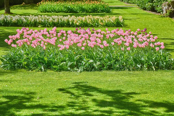 Cama de flores de tulipanes — Foto de Stock