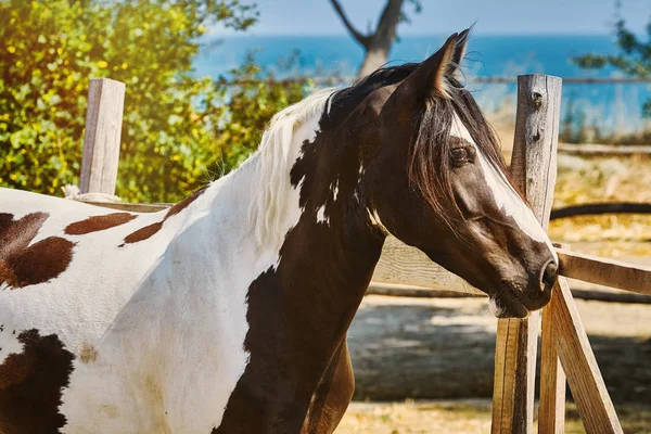 Retrato de Cavalo — Fotografia de Stock