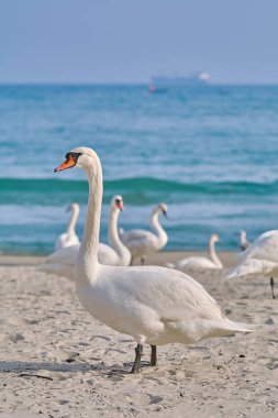 White Swan on the Beach clipart