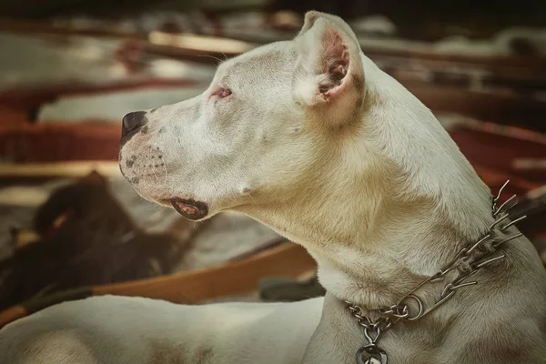 Amerikaanse staffordshire Terriër — Stockfoto