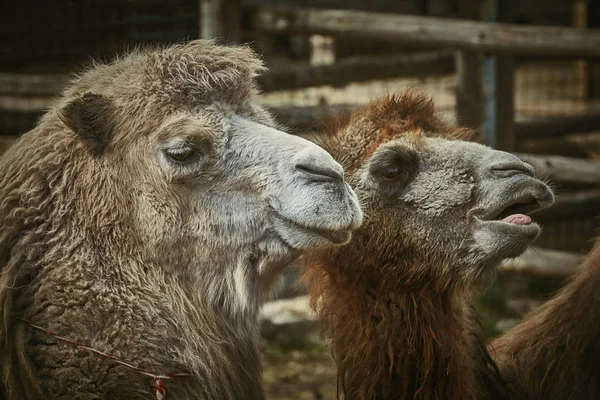 Portrait of Camel — Stock Photo, Image