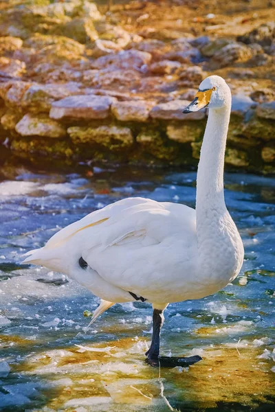 Swan on Ice — Stock Photo, Image