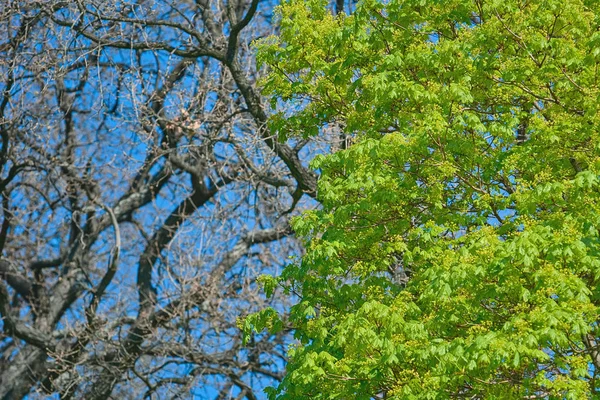 Genç akçaağaç yaprakları — Stok fotoğraf