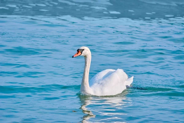 Swan på vatten — Stockfoto