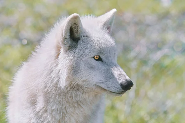 Alaskas tundra wolf — Stockfoto