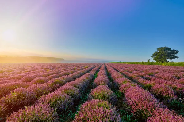 Lavendelveld in de ochtend — Stockfoto