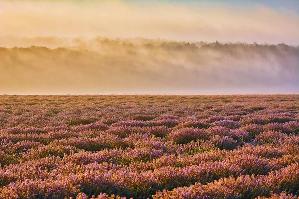 Lavendelveld in de ochtend — Stockfoto