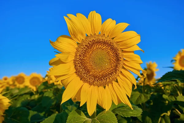 Zonnebloem op de achtergrond van een hemel — Stockfoto