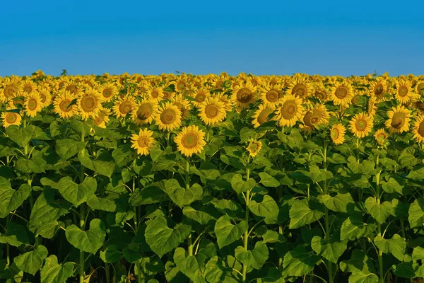 Gebied van zonnebloemen — Stockfoto