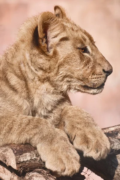 Porträt des jungen Löwen — Stockfoto