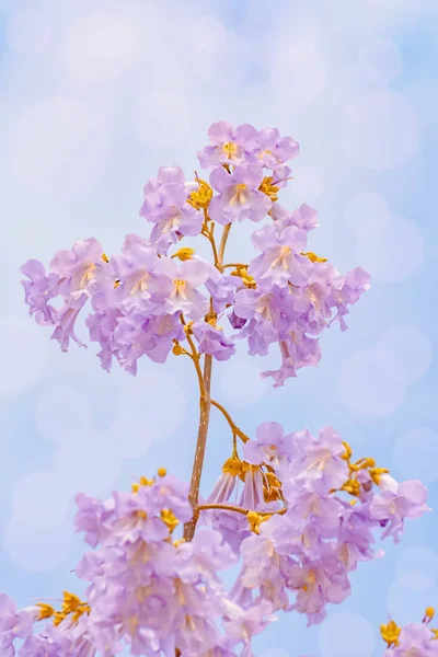 Paulownia Fortunei virágok — Stock Fotó