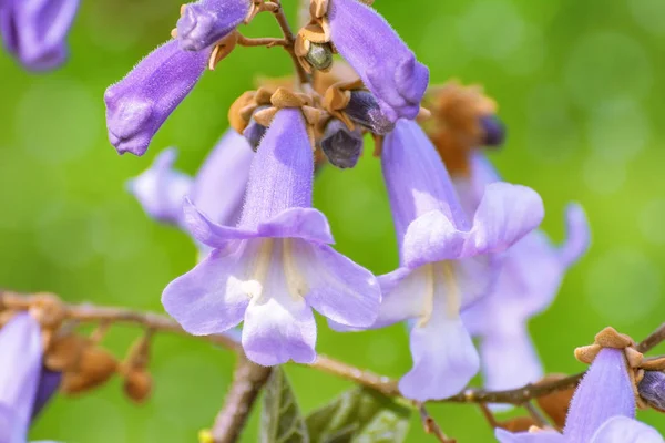 Paulownia fortunei Blumen — Stockfoto